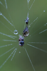 spider on a web