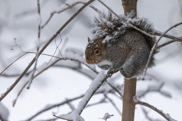 Obraz premium Closeup shot of a fluffy snowy squirrel on a tree branch