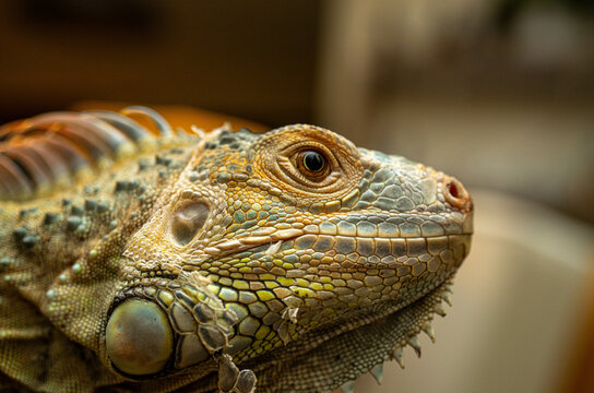 portrait of a green iguana close up