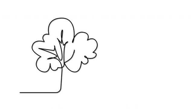 Pink Tree outline self drawing animation. Black line animated on white background.	