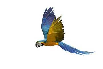 blue and gold macaw free flying parrot isolated on white background. This has clipping path.