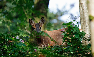 Female roe deer in the woods