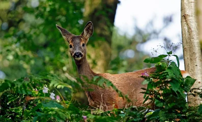 Tuinposter Female roe deer in the woods © Stephen