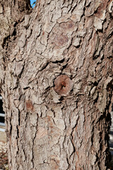 Cinnamomum camphora tree