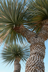 Yucca rostrata branch close up