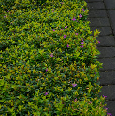 Cuphea flowers or false heather, purple flowers and green leaves.