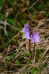 Soldanella alpina, the alpine snowbell or blue moonwort. Haus im Ennstal, Austria. 