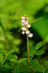 Pyrola minor, known by the common names snowline wintergreen, lesser wintergreen, and common wintergreen on green background. Haus im Ennstal, Austria. 