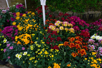 Various types of flowers with beautiful colors. Flower garden.