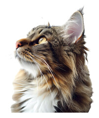 Close-up of a Maine Coon cat's profile
