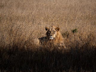 king lion