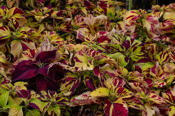 Obraz premium Miana leaves or slobber leaves are a plant that is often used to decorate home gardens because the gradations of patterns on the leaves are very beautiful.