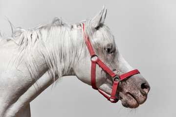 Side profile portrait of a beautiful white Arabian horse wearing a red halter against a gray sky background. © ehasdemir