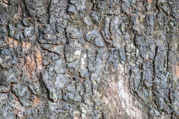 Old natural tree bark texture background