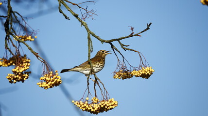 Mistle thrush feeding on winter berries