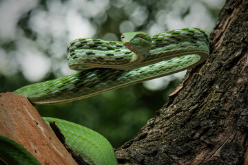green snake in the tree