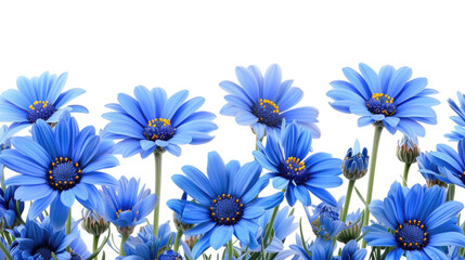 A graceful border of vibrant blue daisies on a pure white background