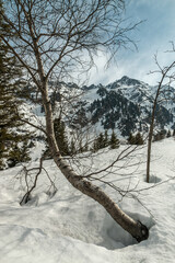 Randonnée  en hiver à la Montagne d' Arvillard , vue sur les Grands Moulins , massif de Belledonne , Savoie , Alpes