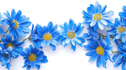 Naklejka na ściany i meble A graceful border of vibrant blue daisies on a pure white background