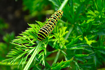kolorowa gasiennica motyla pazia królowej, Papilio machaon, colorful Papilio machaon caterpillar,...
