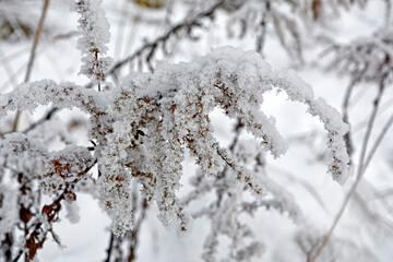 nawłoć pod śniegiem, Nawłoć kanadyjska zimą, Solidago canadensis, Solidago under the snow, Withered plants under snow, Solidago dried flowers on winter under snow	