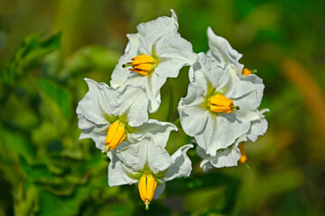 białe kwiaty ziemniaka, white potato flowers, Flowering potato, White blooming potato flower 
