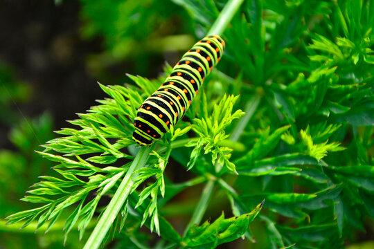 kolorowa gasiennica motyla pazia królowej, Papilio machaon, colorful Papilio machaon caterpillar, Close-up colorful caterpillar of papilio machaon
