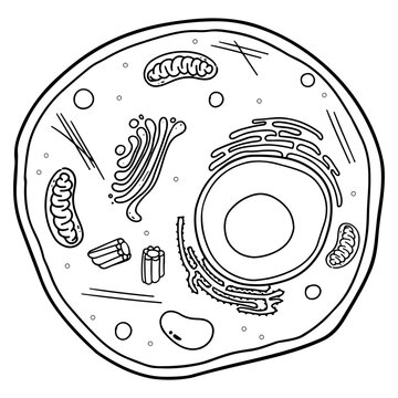 Animal cells are eukaryotic cells.