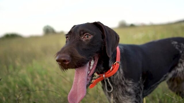 Hunting dog German wirehaired pointer in grass field nature - Kurzhaar breed 