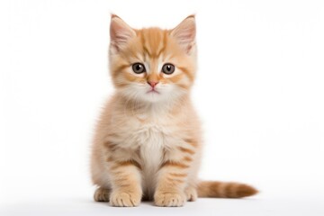 Fototapeta premium Curious kitten with adorable eyes sitting, sad and gloomy face.