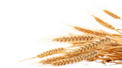 wheat and spikelets isolated on transparent and white background.PNG image