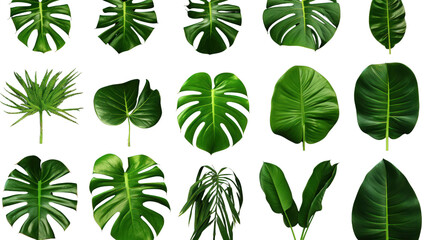 set of green monstera palm and tropical plant leaf isolated on transparent and white background.PNG image