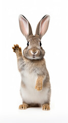 Fototapeta premium Rabbit standing on its paw isolated on white background