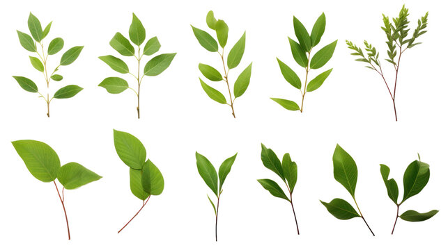 set of branches with leaves isolated on transparent and white background.PNG image