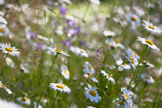 Blurred natural background with daisy flowers and forbs, selective focus, abstract, sunlight.