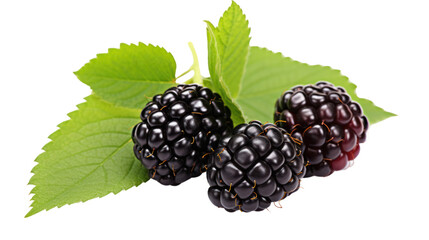Ripe blackberry isolated on transparent and white background.PNG image