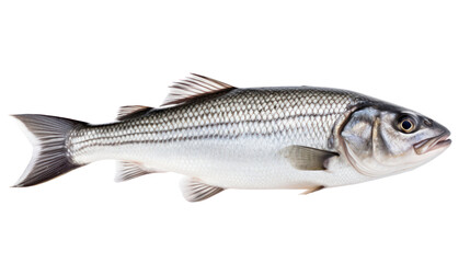 Obraz premium One fresh sea bass fish isolated on transparent and white background.PNG image