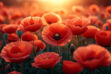 Zelfklevend Fotobehang red poppy field © Muhammad