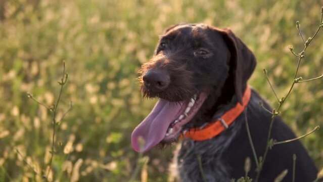 Hunting dog German wirehaired pointer in grass field nature - Kurzhaar breed 