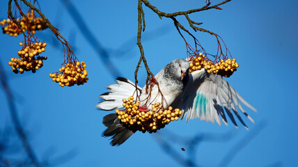 A painted tumbler pigeon eating rowan berries