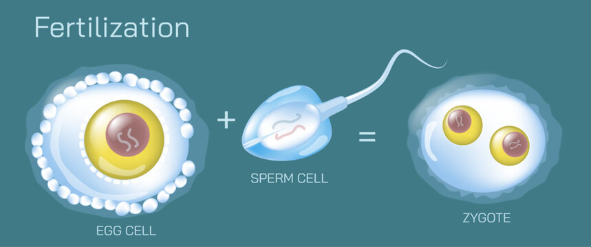Ovulation, conception and implantation vector illustration. Anatomical diagram of fertilization and human reproductive process. Students learning and education study materials.