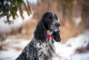 Charming hunting spaniel in winter. Portrait of a black and white dog against the background of a winter forest and a spruce branch. A walk with a dog in the forest. Selective focus.
