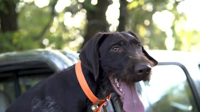 Hunting dog German wirehaired pointer in grass field nature - Kurzhaar breed 