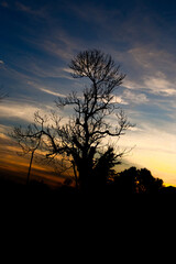 Landscape with tree backlit with orange red yellow blue sky at dusk or dawn