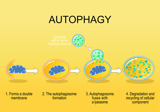 Autophagy steps. Cellular recycling