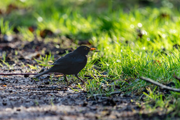 blackbird