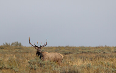 Bull Elk During the Rut in Wyoming in Autumn