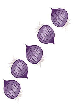 illustration of an onion