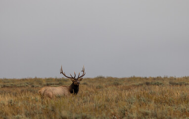 Bull Elk During the Rut in Wyoming in Autumn