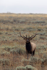 Naklejka na ściany i meble Bull Elk During the Rut in Wyoming in Autumn